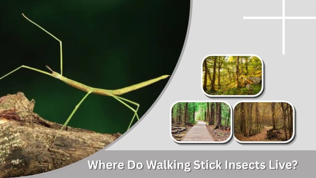 Where Do Walking Stick Insects Live?v