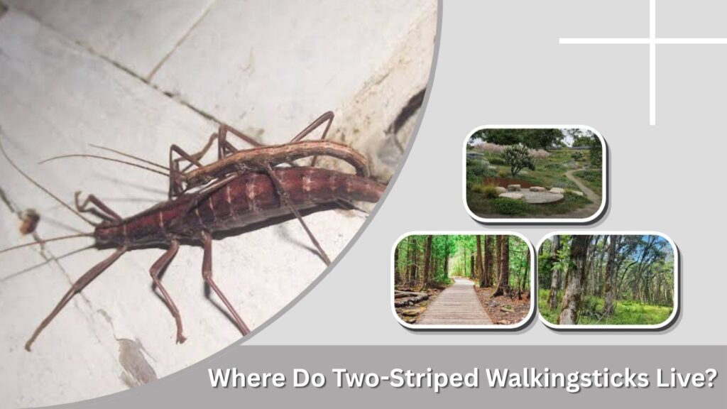 Where Do Two-Striped Walkingsticks Live?