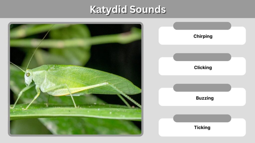 Katydid Sounds