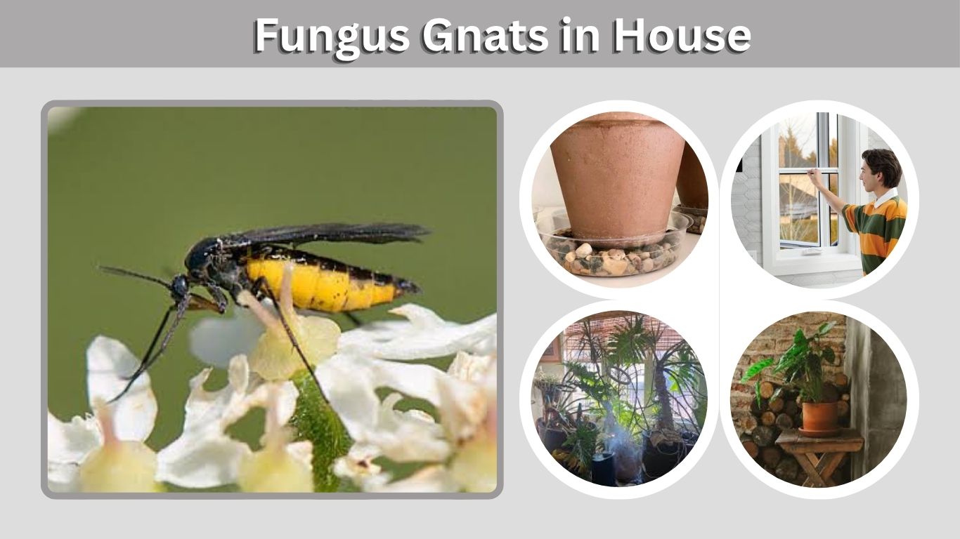 Fungus Gnats in House: Causes, Identification, and Control