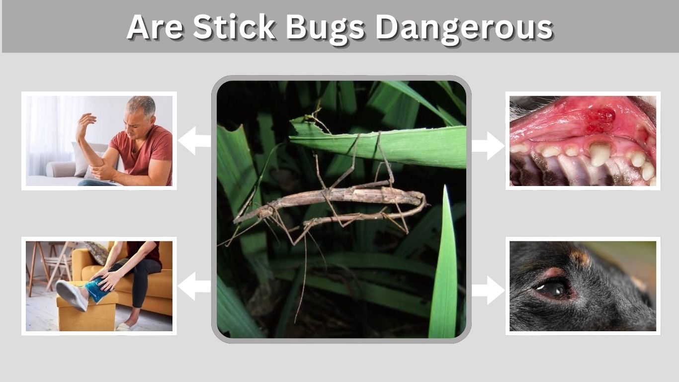 Are Stick Bugs Dangerous? Risks to Humans, Pets & Homes