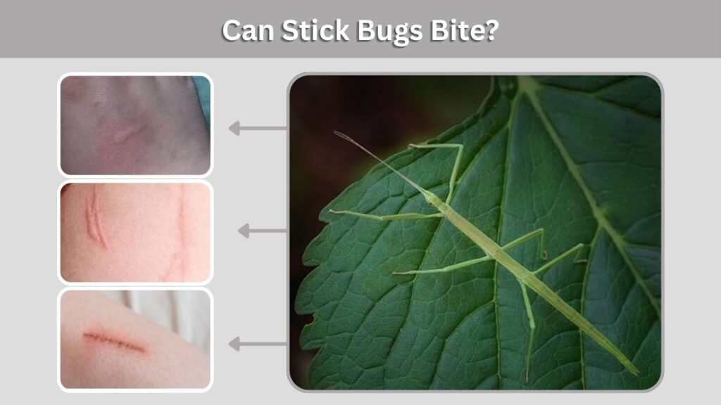 Can Stick Bugs Bite?