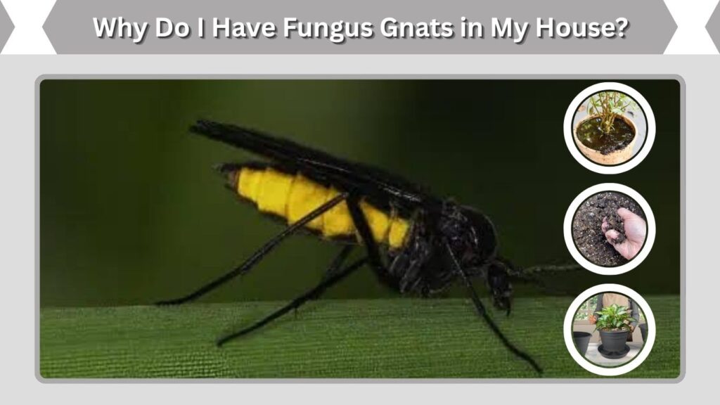 Why Do I Have Fungus Gnats in My House?