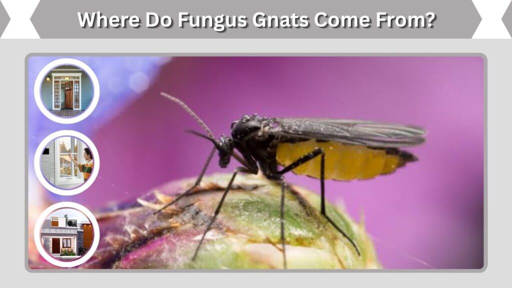 Where Do Fungus Gnats Come From?