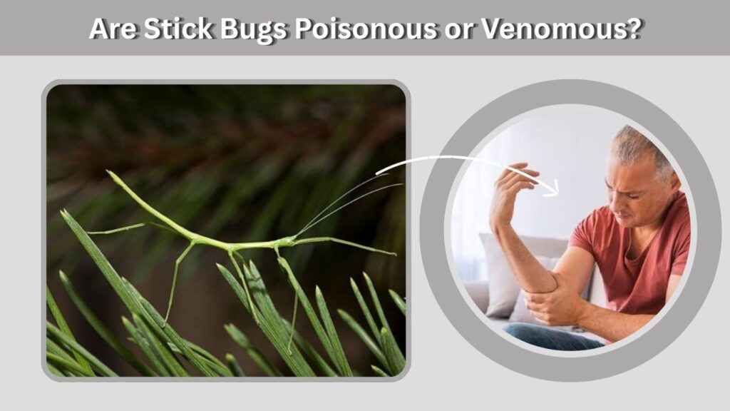 Are Stick Bugs Poisonous or Venomous?