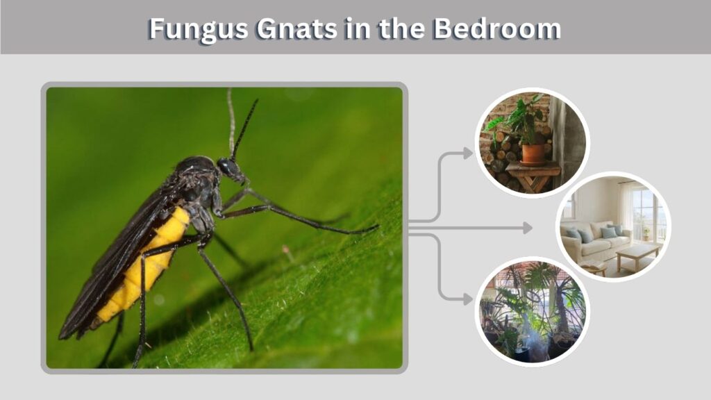 Fungus Gnats in the Bedroom