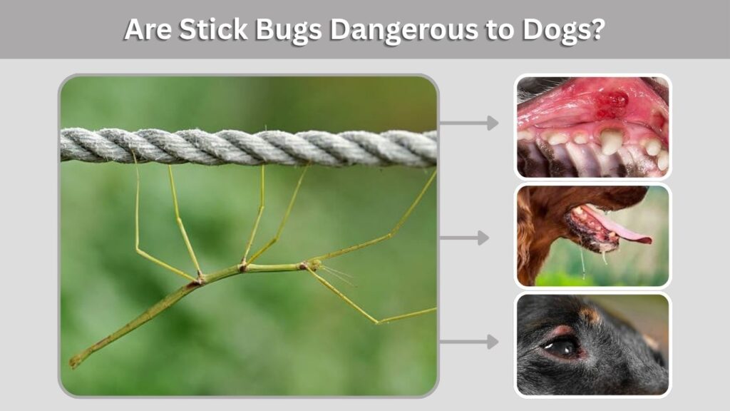 Are Stick Bugs Dangerous to Dogs?
