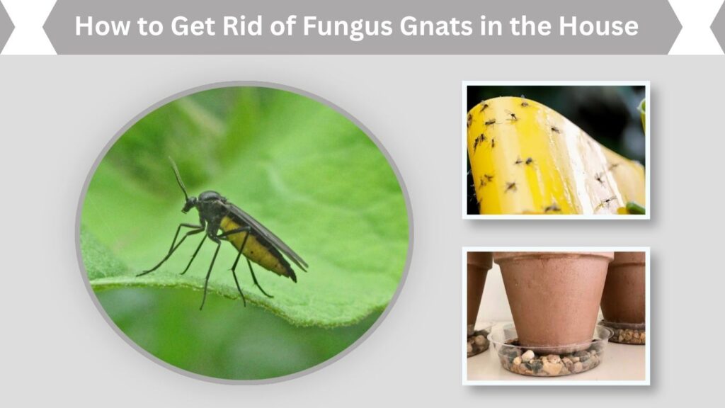 How to Get Rid of Fungus Gnats in the House