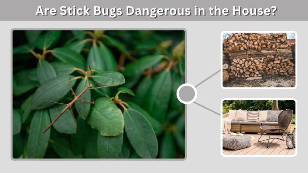 Are Stick Bugs Dangerous in the House?