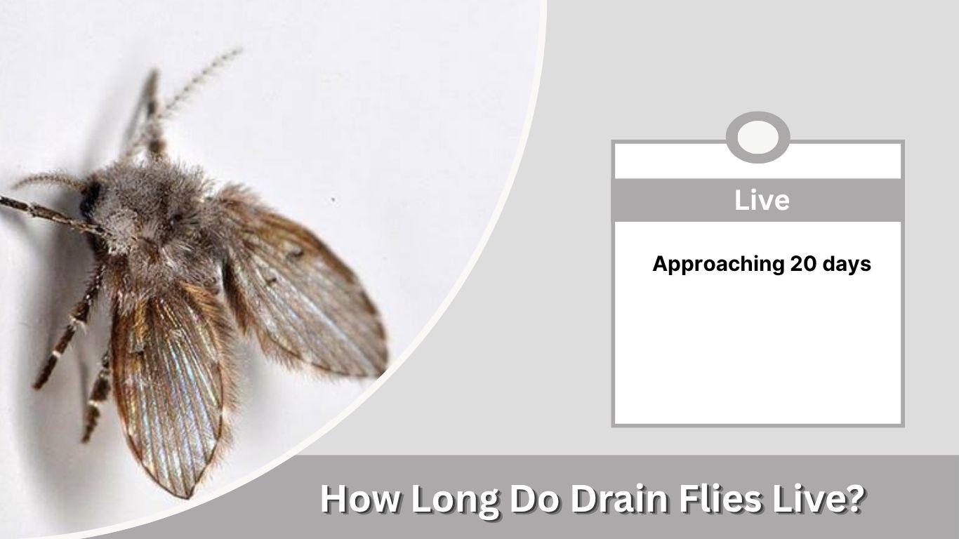 How Long Do Drain Flies Live? Life Cycle and Habitat Guide