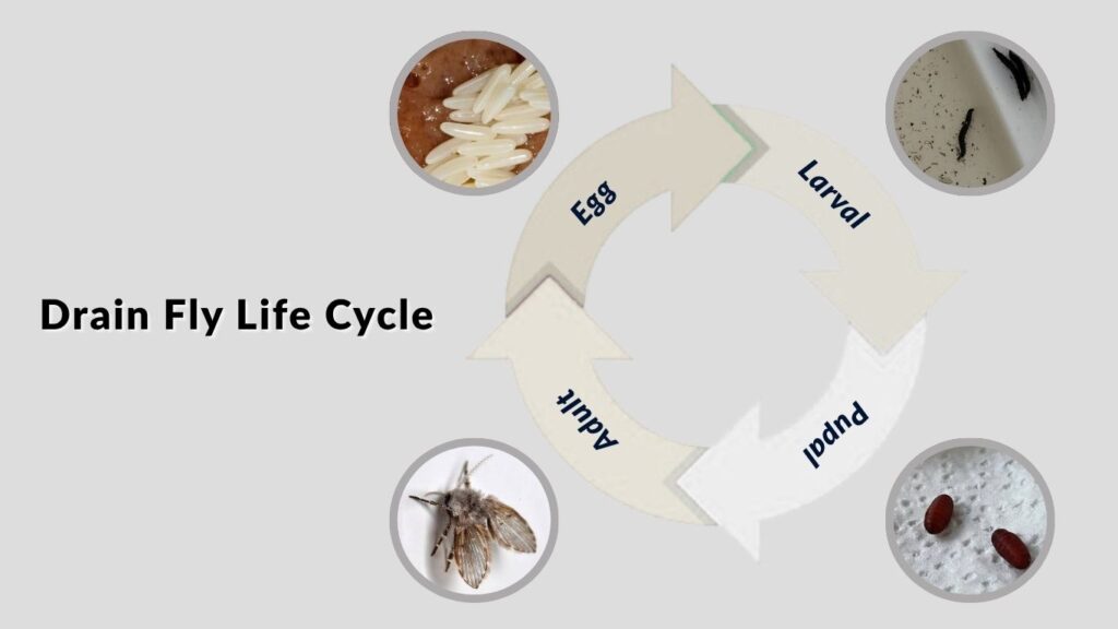 Drain Fly Life Cycle