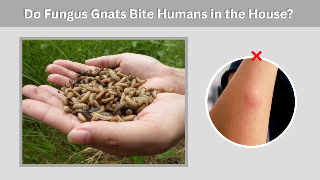 Do Fungus Gnats Bite Humans in the House?