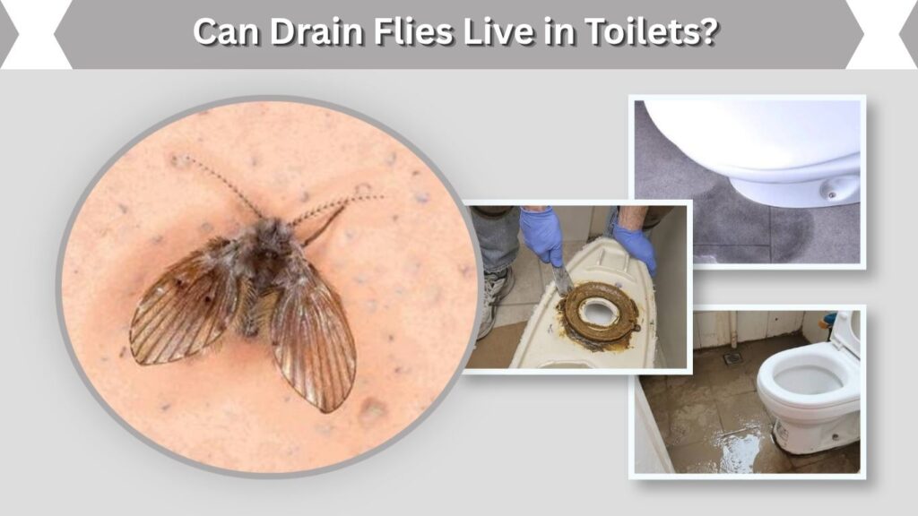 Can Drain Flies Live in Toilets?