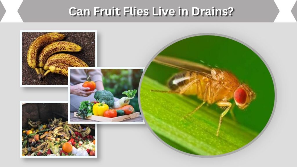 Can Fruit Flies Live in Drains?