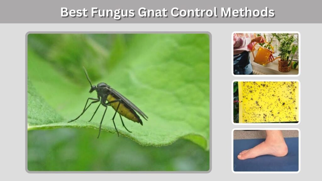 Best Fungus Gnat Control Methods
