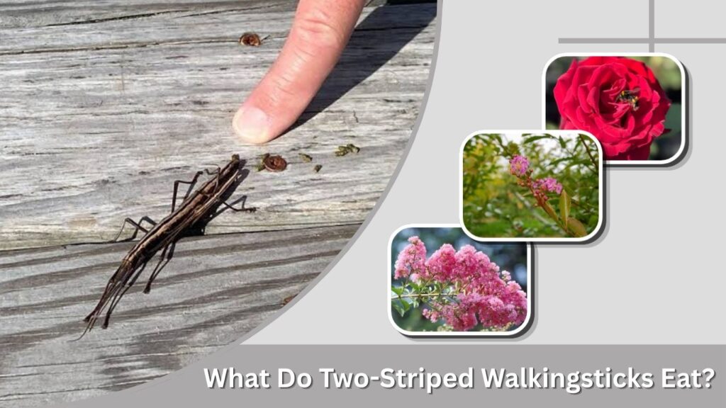 What Do Two-Striped Walkingsticks Eat?
