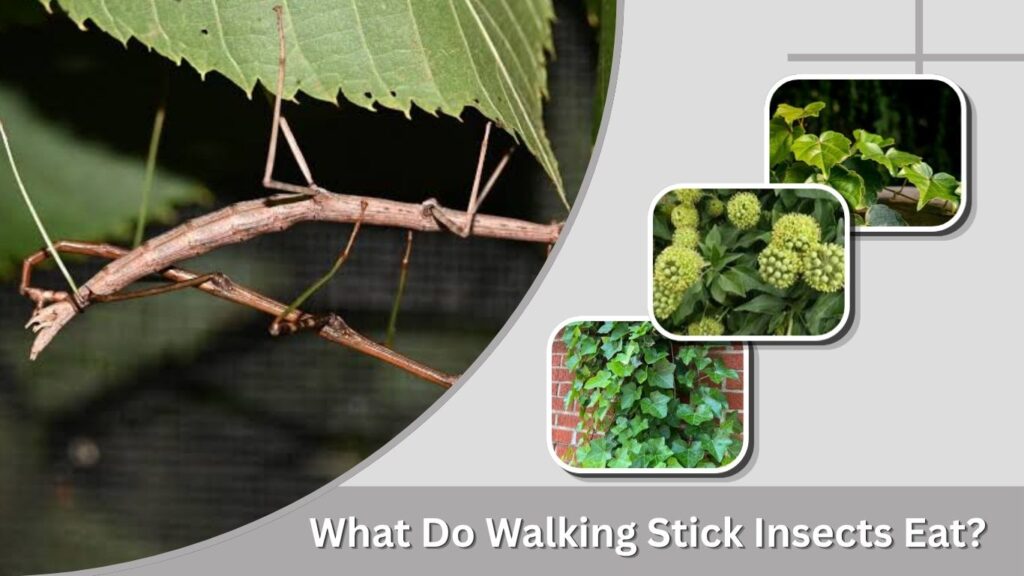 What Do Walking Stick Insects Eat?