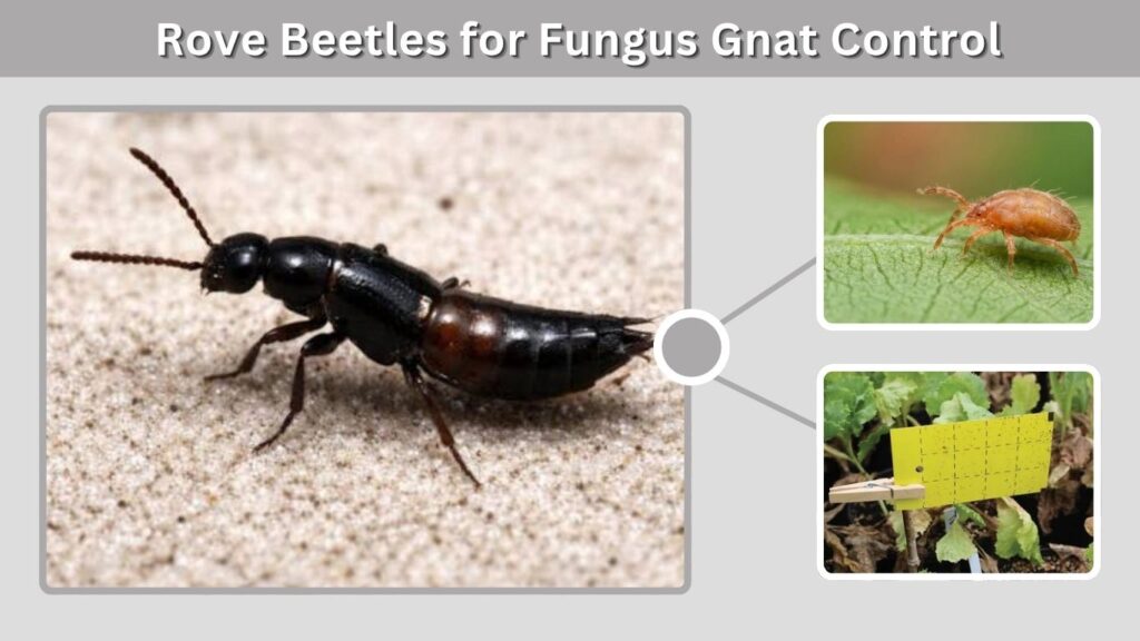 Rove Beetles for Fungus Gnat Control