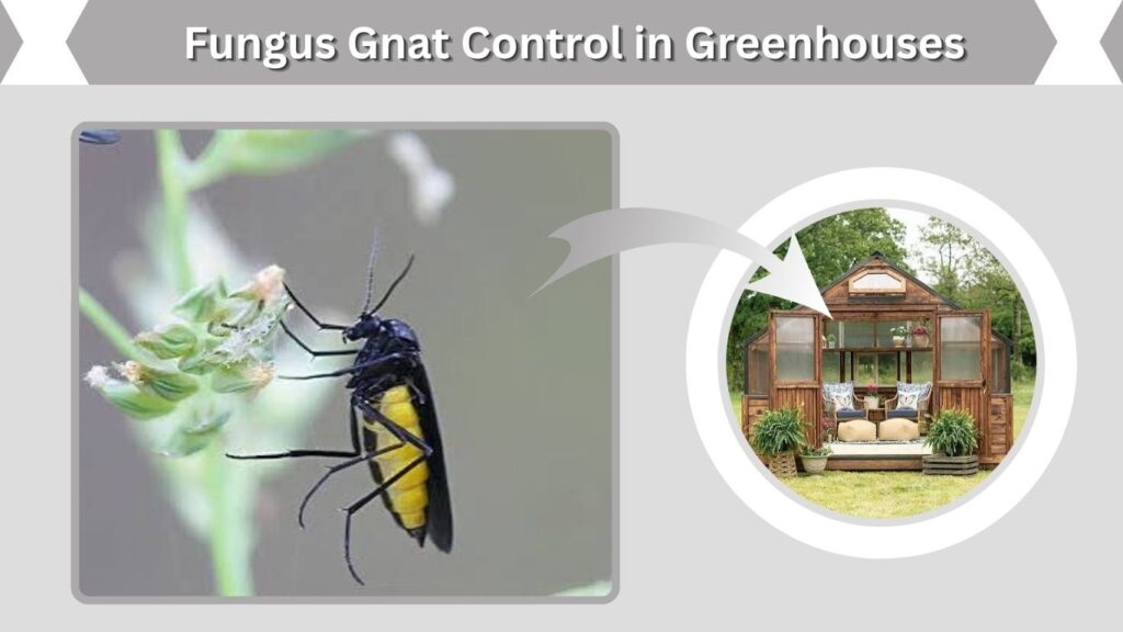 Fungus Gnat Control in Greenhouses