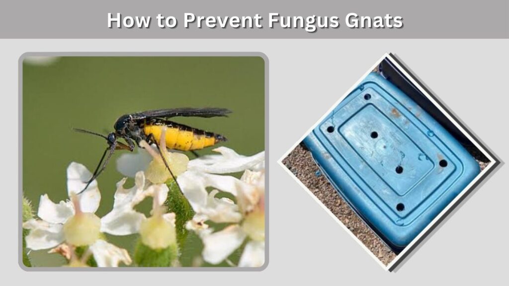 How to Prevent Fungus Gnats