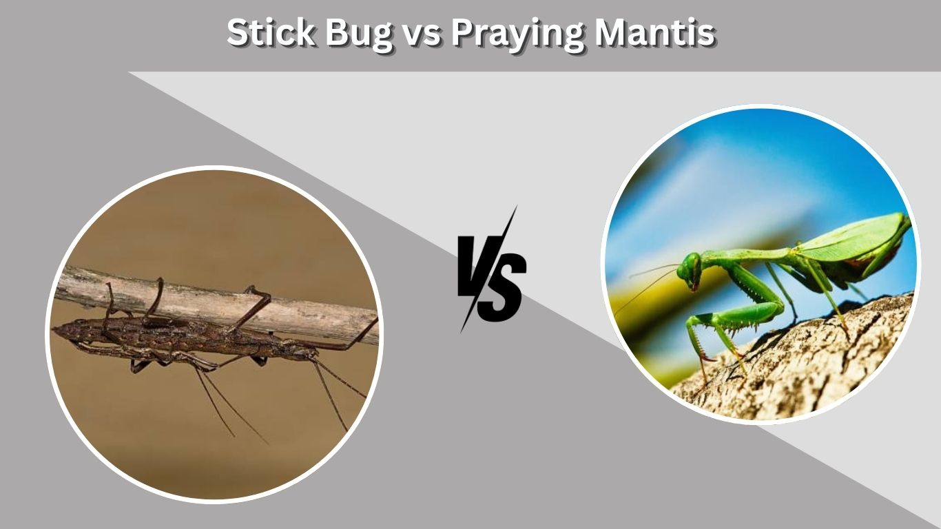 Stick Bug vs Praying Mantis: How to Tell Them Apart