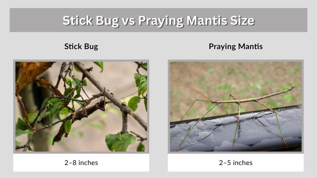 Stick Bug vs Praying Mantis Size