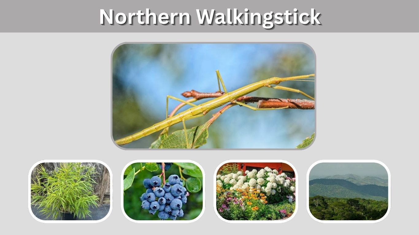 Northern Walkingstick: Facts, Habitat, Diet & Lifespan