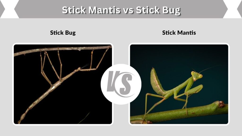 Stick Mantis vs Stick Bug