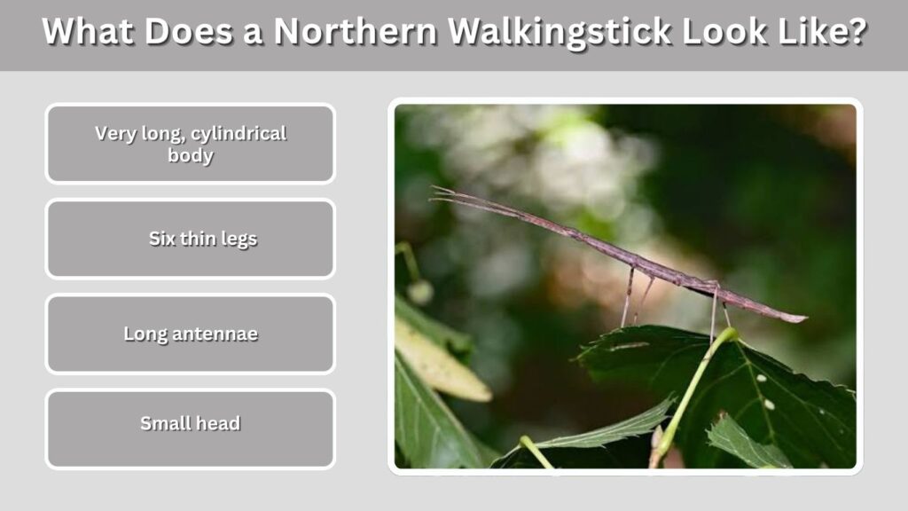 What Does a Northern Walkingstick Look Like?