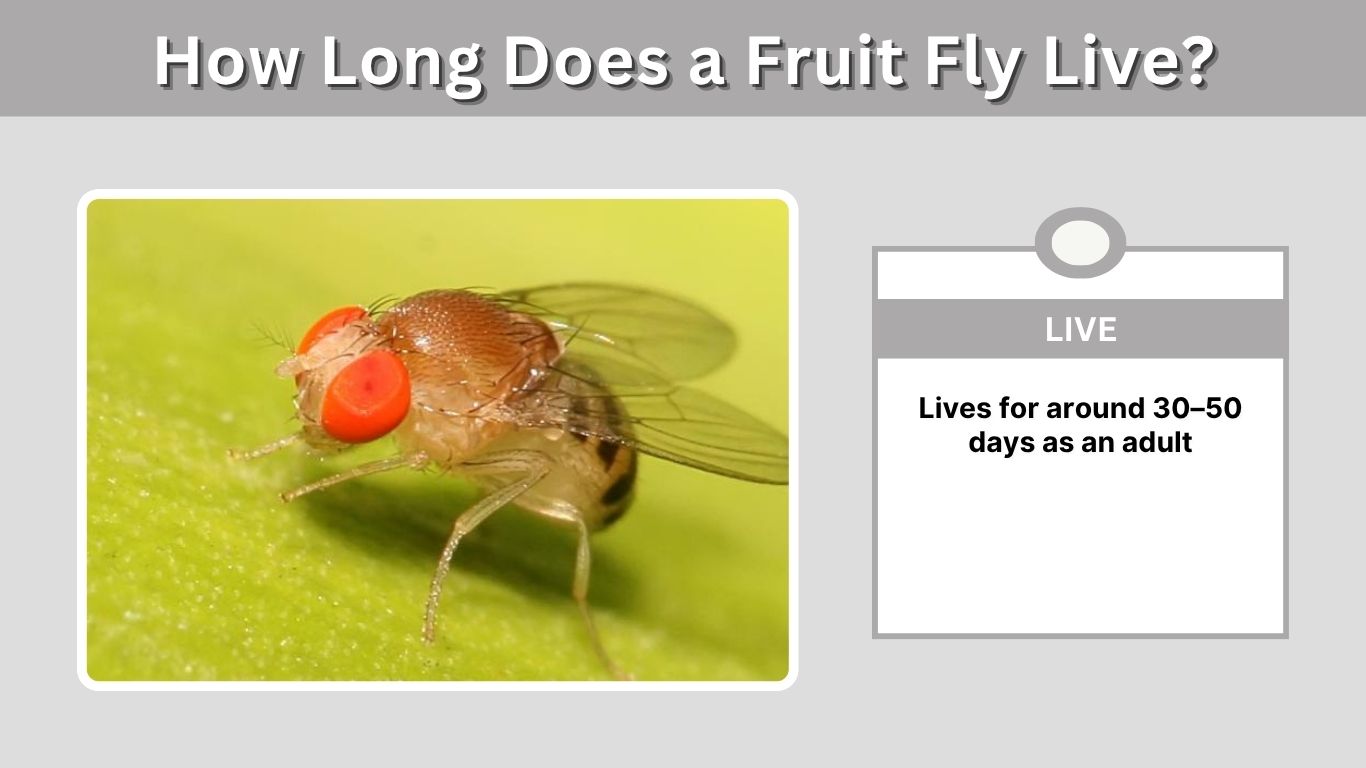 How Long Does a Fruit Fly Live? Lifespan and Life Cycle