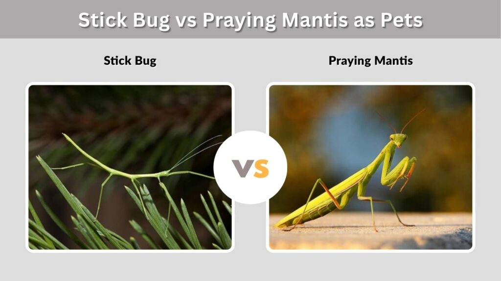Stick Bug vs Praying Mantis as Pets