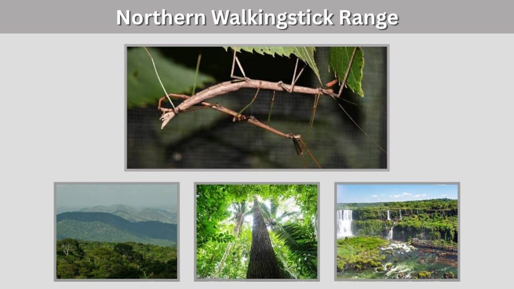 Northern Walkingstick Range