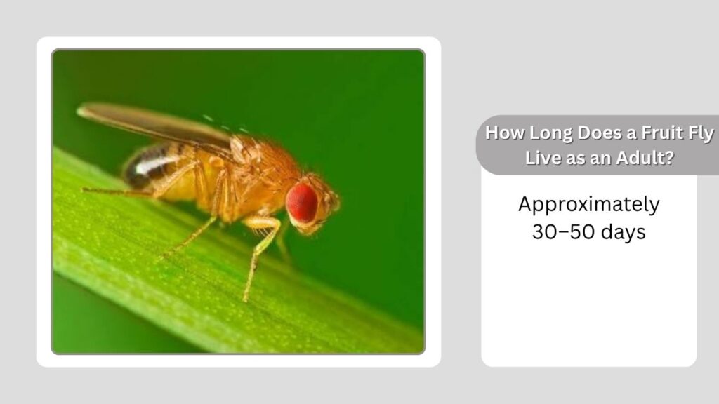 How Long Does a Fruit Fly Live as an Adult?