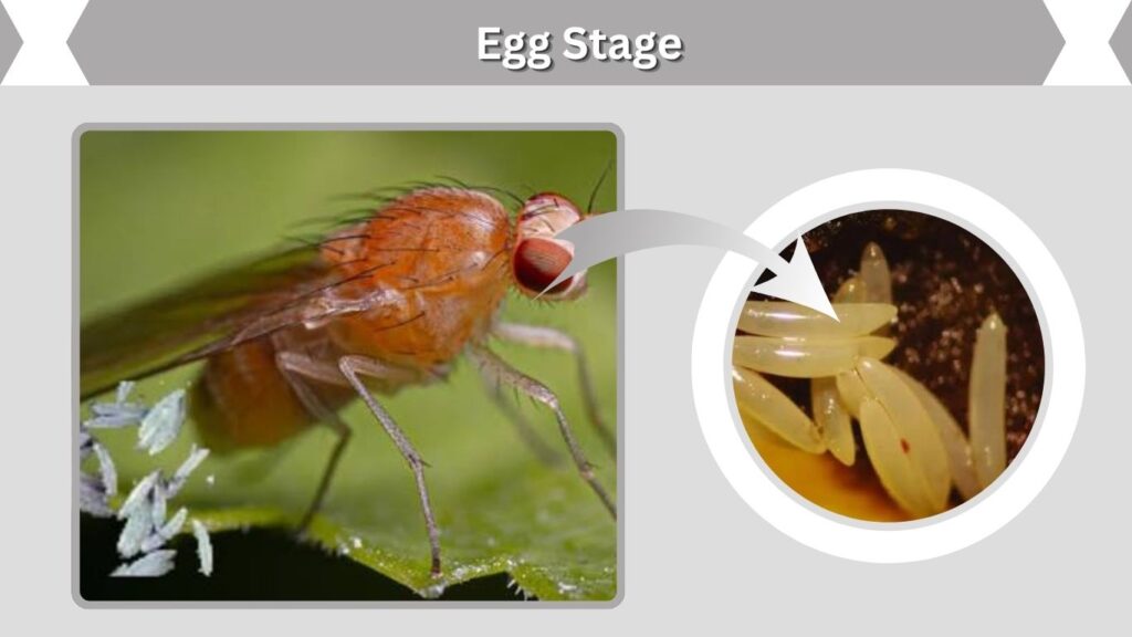 Egg Stage