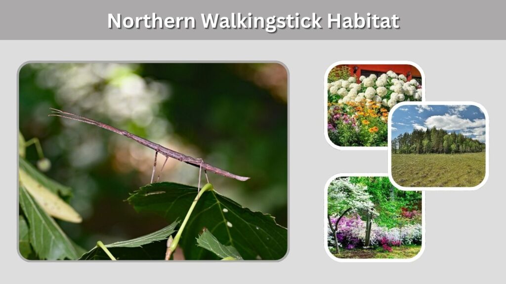 Northern Walkingstick Habitat