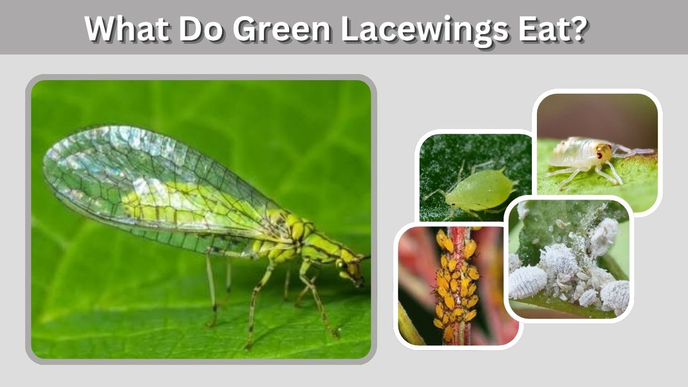 What Do Green Lacewings Eat? 10 Foods They Commonly Eat