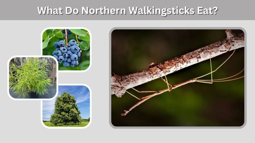 What Do Northern Walkingsticks Eat?