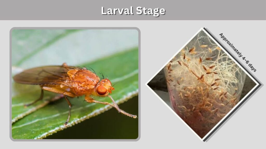Larval Stage