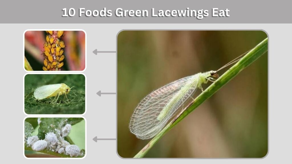 10 Foods Green Lacewings Eat