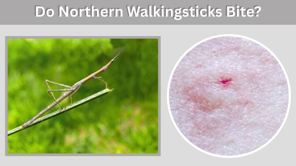 Do Northern Walkingsticks Bite?