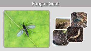 Fungus Gnat: Identification, Larvae, Life Cycle & Control