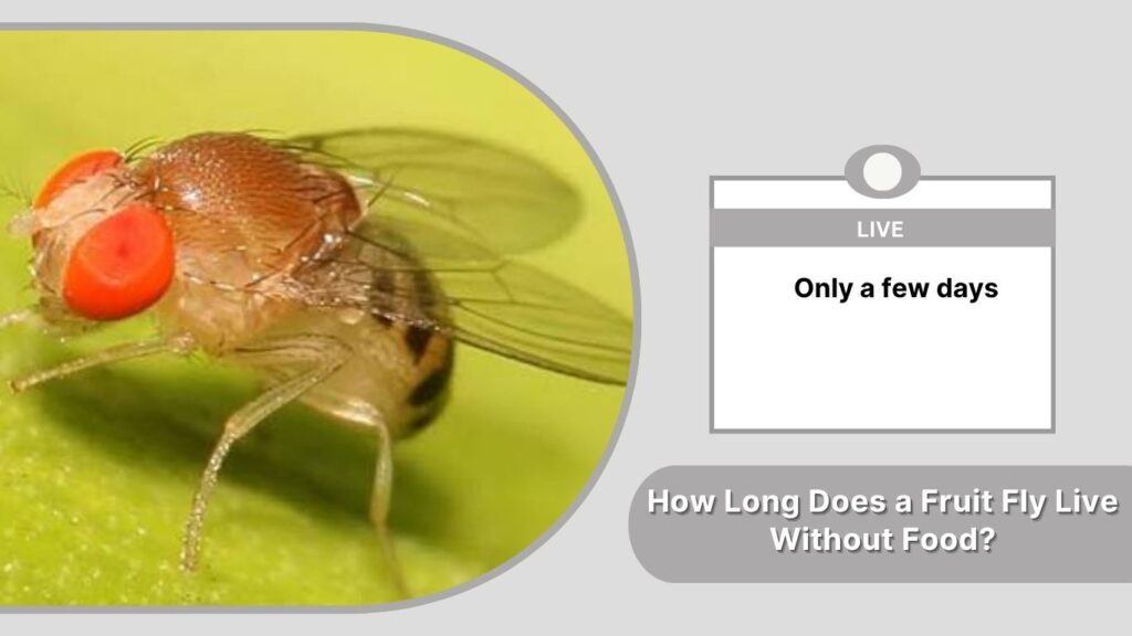 How Long Does a Fruit Fly Live Without Food?
