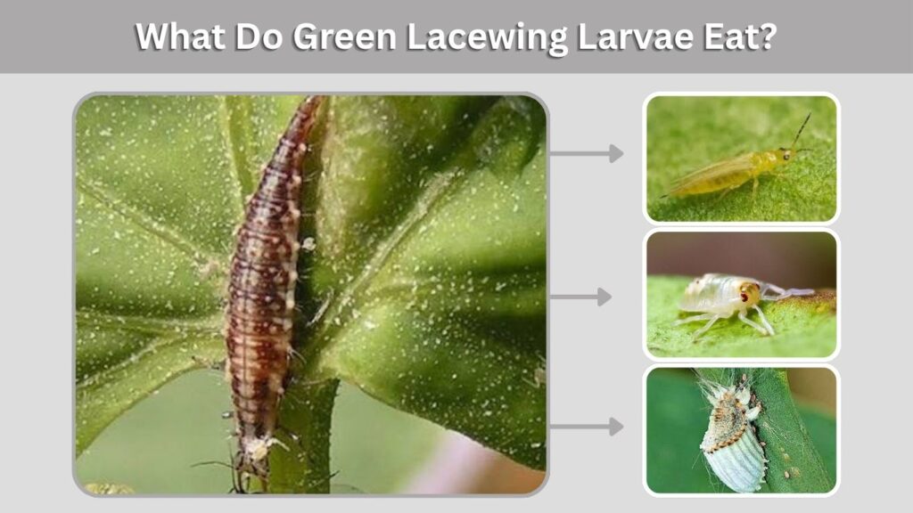 What Do Green Lacewing Larvae Eat?