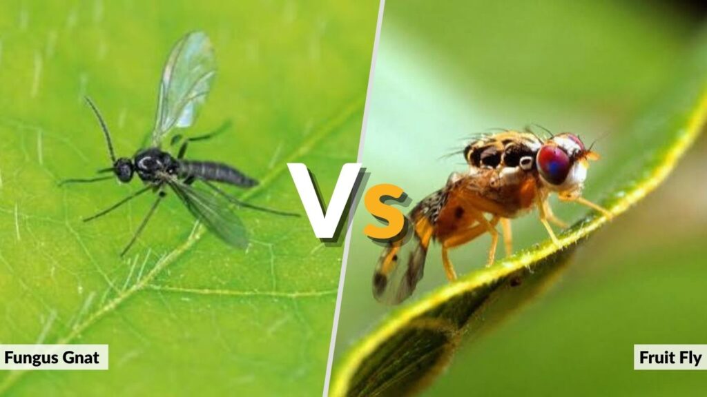 Fungus Gnat vs Fruit Fly