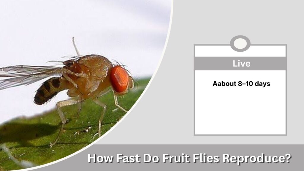 How Fast Do Fruit Flies Reproduce?