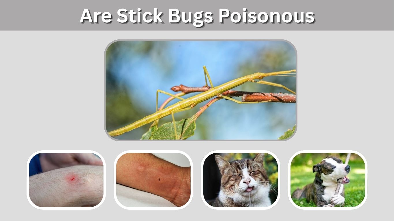 Are Stick Bugs Poisonous? Risks to Humans, Dogs and Cats