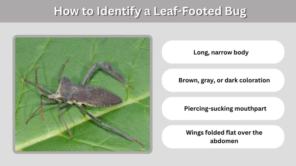 How to Identify a Leaf-Footed Bug