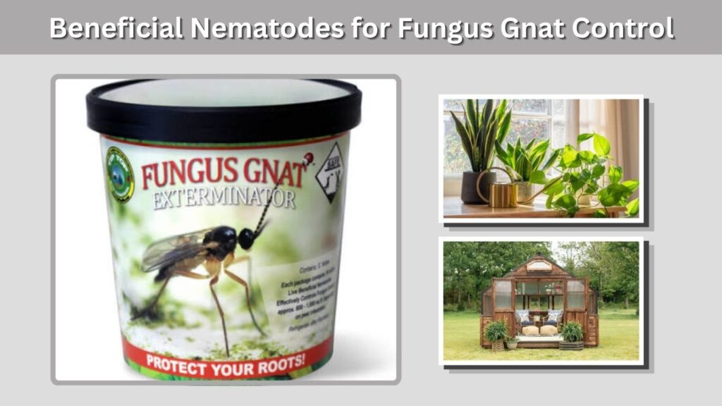 Beneficial Nematodes for Fungus Gnat Control