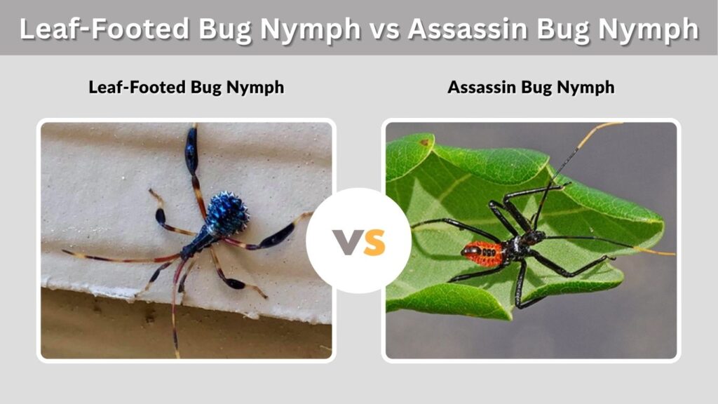 Leaf-Footed Bug Nymph vs Assassin Bug Nymph