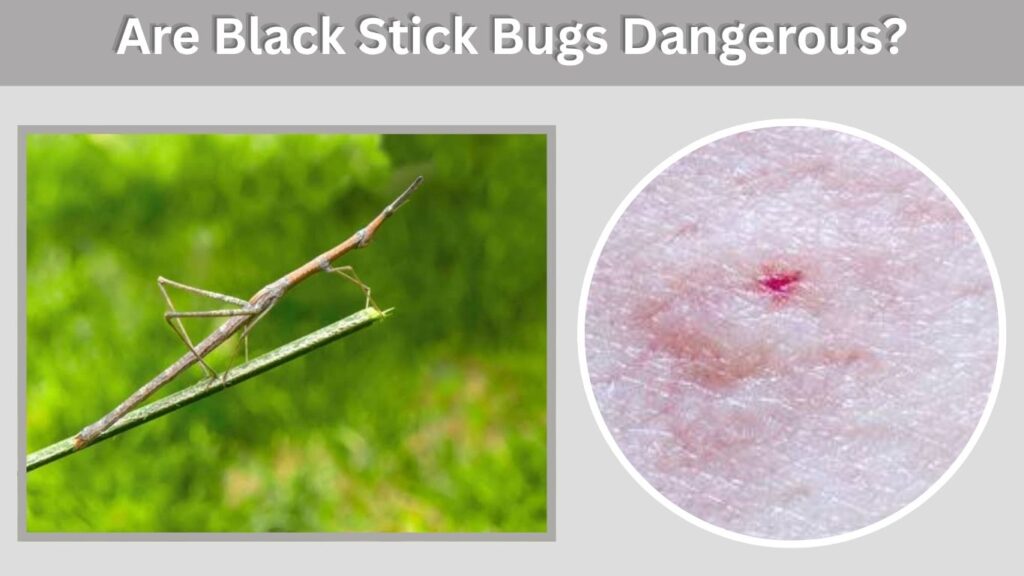 Are Black Stick Bugs Dangerous?